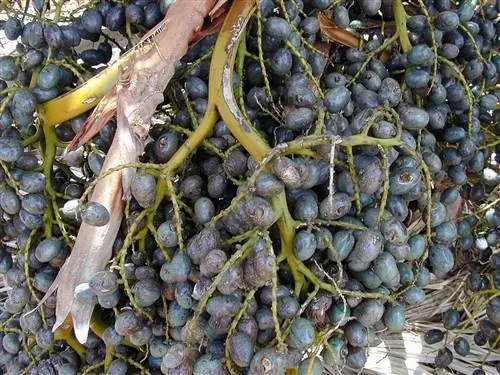 Семена Livistona chinensis
