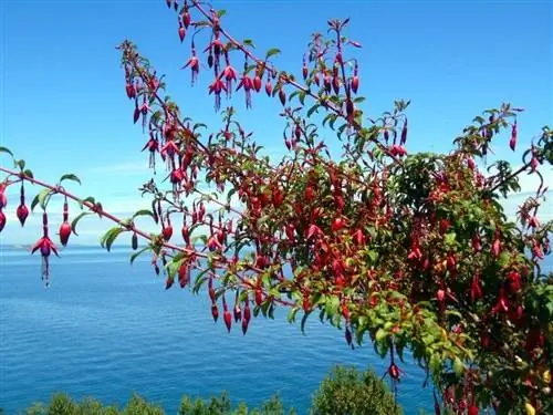 большое дерево под названием Fuchsia magellanica, которое растет у моря и усыпано цветами