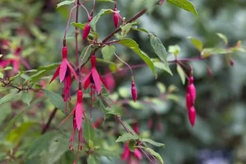 ветка Fuchsia magellanica, полная цветов, где вы можете видеть, что они свисают вниз