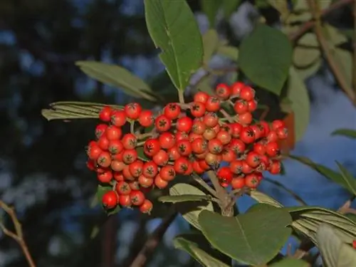 Плоды Photinia serrulata