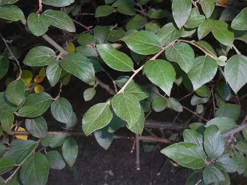 Листья Cotoneaster franchetii зеленые.
