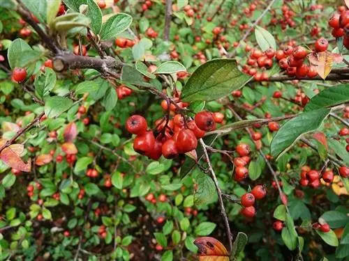 Плоды Cotoneaster franchetii красные.