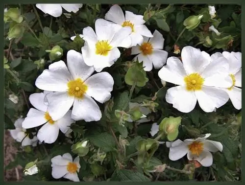 Цветки Cistus salviifolius белые.