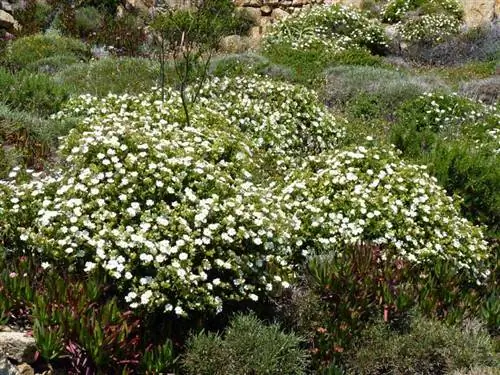 Вид Cistus salvifolius в среде обитания