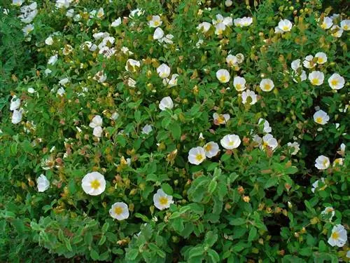 Cistus salviifolius - очень декоративный кустарник.