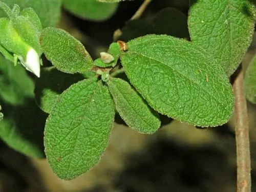 Листья Cistus salviifolius многолетние.