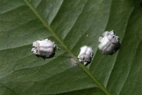 Мучнистые червецы могут поражать Cistus salviifolius