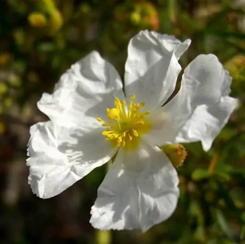 Цветы Cistus salviifolius цветут весной