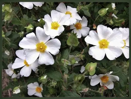 Cistus salviifolius (ладанник черный)