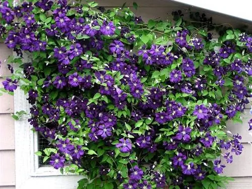 Окно, полное маленьких фиолетовых глорий под названием Clematis Jackmanii.