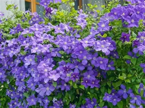 сад, полный растений и фиолетовых цветов растения Clematis Jackmanii