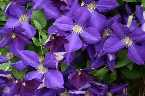 открытые фиолетовые цветы растения Clematis Jackmanii