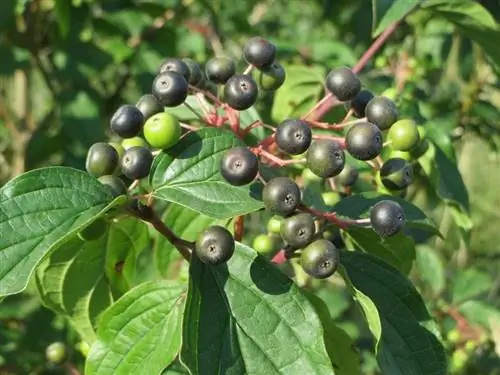 Плоды Cornus sanguinea круглые и маленькие.