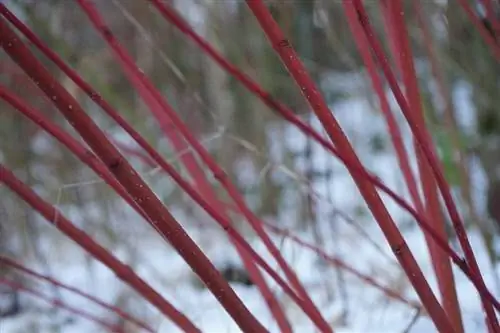 Ветви Cornus sanguinea красные.