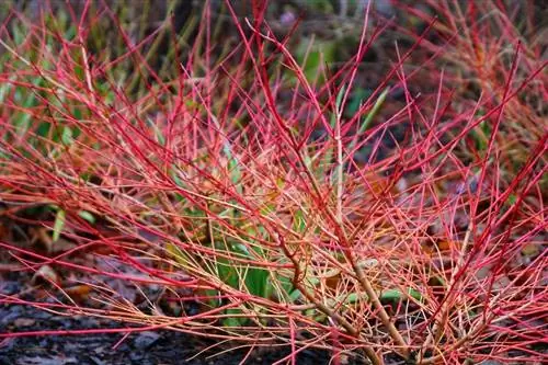 Ветви Cornus sanguinea ярко-красного цвета.