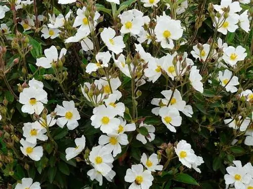 Cistus laurifolius