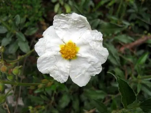 деталь цветка Cistus laurifolius