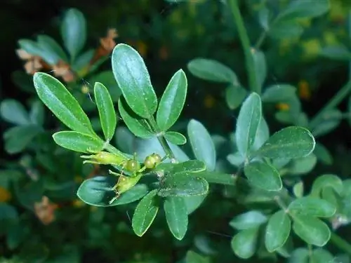 Листья Jasminum fruticans тройчатые.