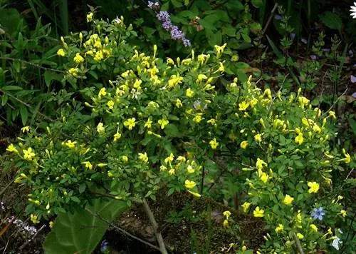 Jasminum fruticans - маленькая лиана.