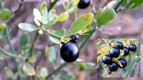 Плоды Jasminum fruticans круглые и черные.