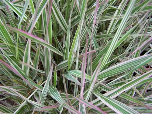 листья Phalaris arundinacea, некоторые из которых розоватые, а другие светло-зеленые листья Phalaris arundinacea, некоторые из которых розоватые, а другие светло-зеленые