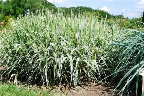 Различные кустарники так называемого Phalaris arundinacea или ленточной травы. Различные кустарники так называемого Phalaris arundinacea или ленточной травы.