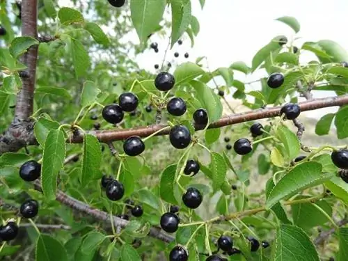 плоды Prunus mahaleb