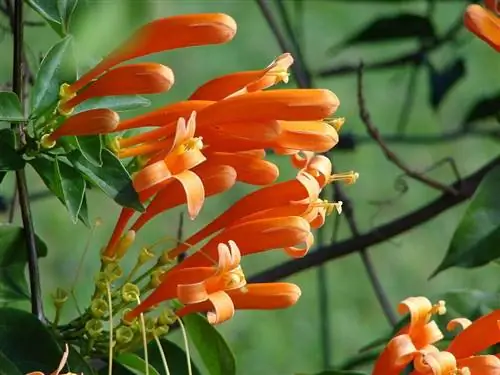 Цветки Pyrostegia venusta оранжевые.