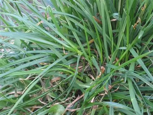 Листья Lolium perenne линейные и зеленые.