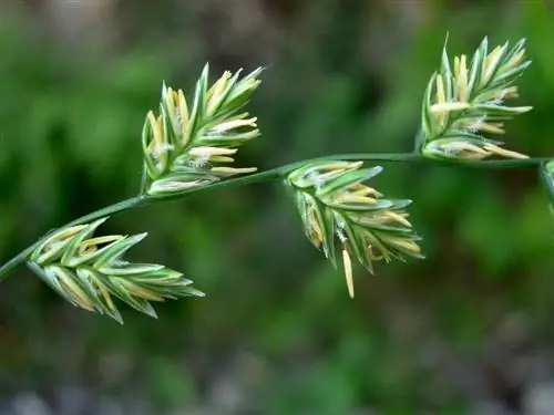 Цветы Lolium perenne очень красивы.