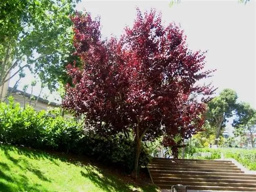 Слива пурпурнолистная (Prunus cerasifera pissardii)