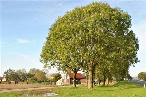 Fraxinus excelsior Fraxinus excelsior