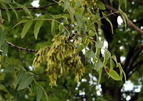 Плоды fraxinus excelsior Плоды fraxinus excelsior