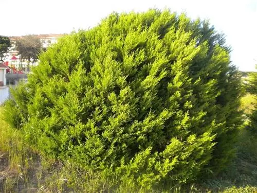 Вид на Juniperus phoenicea
