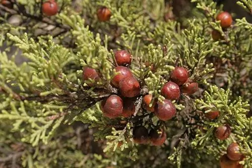 Плоды Juniperus phoenicea красные.