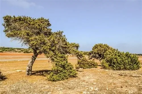 Вид Juniperus phoenicea в среде обитания
