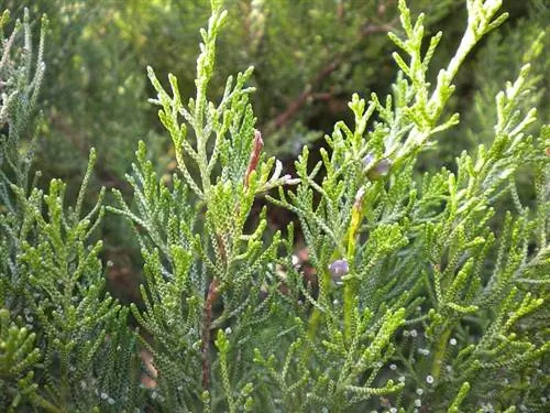 Листья Juniperus phoenicea вечнозеленые.