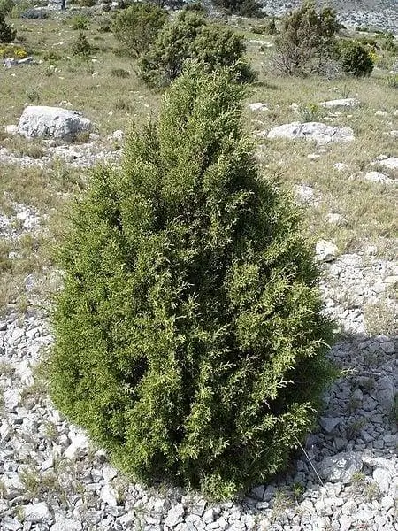 Juniperus phoenicea - очень устойчивое хвойное дерево.