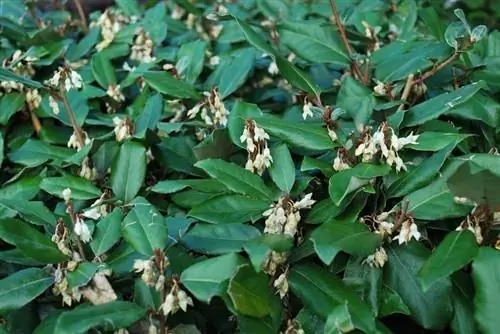 Элеагно (Eleagnus ebbingei)