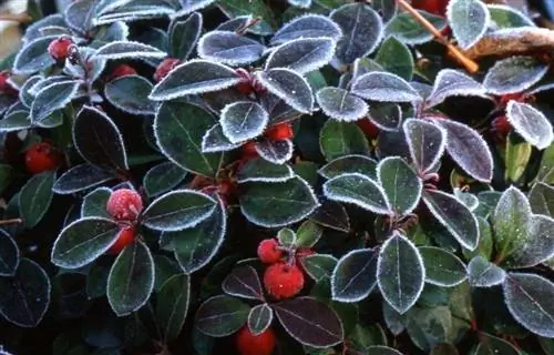 листья и плоды растения Gaultheria procumbens после выпадения снега