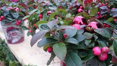 Gaultheria procumbens посажена в горшок с маленьким красным шариком, похожим на фрукты