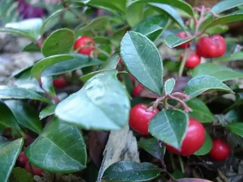Гаультерия лежачая (Gaultheria procumbens)