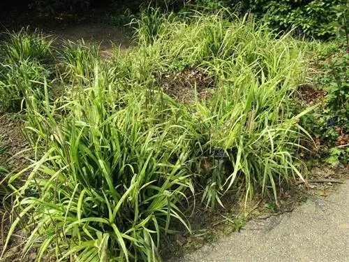 Вид на Carex pendula Вид на Carex pendula