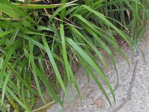 Листья Carex pendula заостренные. Листья Carex pendula заостренные.
