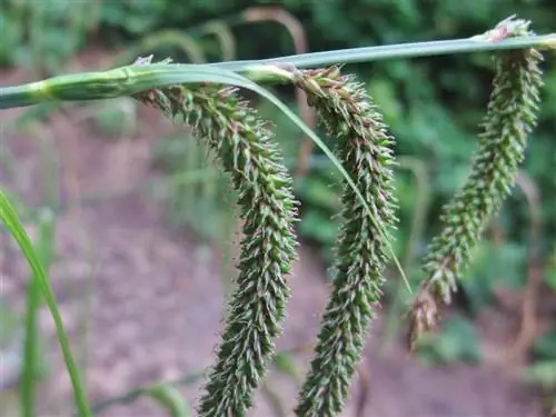 Цветки Carex pendula представляют собой колоски. Цветки Carex pendula представляют собой колоски.