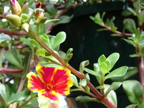 Цветки Portulaca umbraticola очень декоративны.