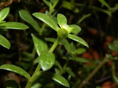 Листья Portulaca umbraticola сочные.