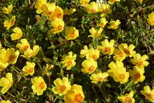 Портулак (Portulaca umbraticola)