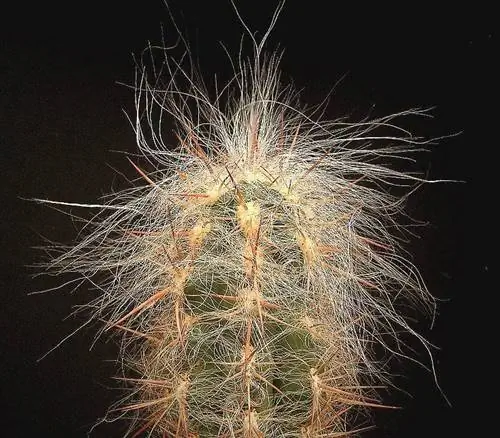 Горный старейшина (Oreocereus celsianus)