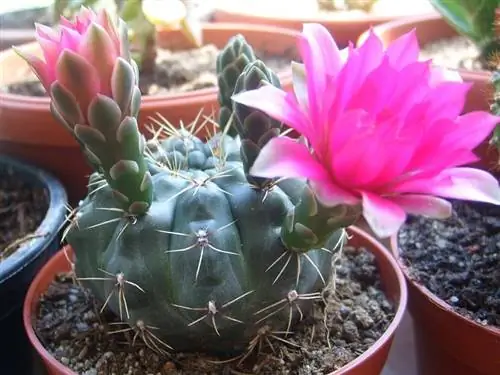 Кактус в горшке Gymnocalyciums baldianum в горшке
